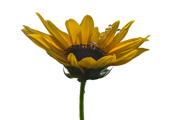【Photo】Sunflower with Water Drops Isolated on Transparent Background