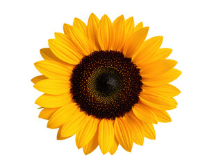 Bright Yellow Sunflower Blooming with Large Petals on a Transparent Background