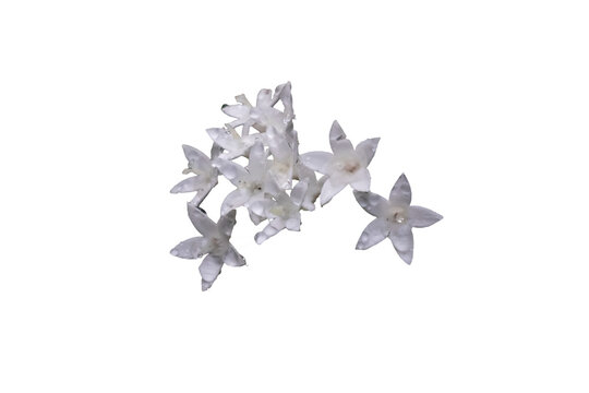 [Photo] White pentas flowers isolated on transparent background