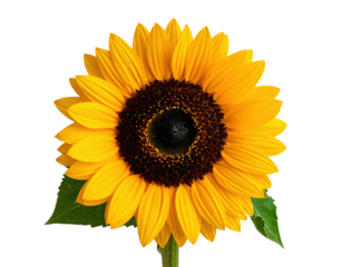 Close Up of Vibrant Yellow Sunflower Blooming with Rich Brown Center on Transparent Background