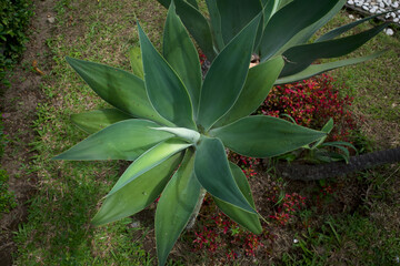 Agave attenuata, commonly called the foxtail or lions tail agave or the swans neck agave