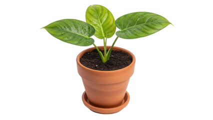 Green Aglaonema plant in terracotta pot isolated PNG, houseplant for indoor decoration on transparent background