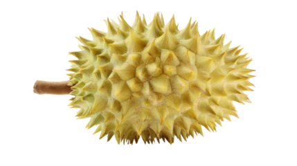 Whole durian fruit with spiky texture exotic tropical food ingredient fresh harvest natural produce Asian cuisine concept studio isolated on white background