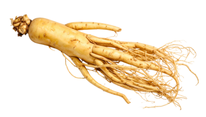 An isolated close-up of a ginseng root displays its complex network of tendrils and rough texture, set against a transparent background