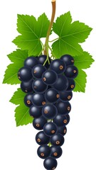 Illustration of a cluster of blackcurrants hanging from a stem, surrounded by green leaves