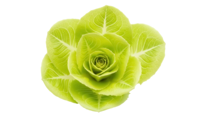Fresh green butter lettuce isolated PNG, vibrant leafy vegetable for healthy eating and salad preparation on transparent background