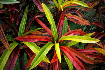 Croton (Codiaeum variegatum), a popular houseplant with many varieties and pretty colorful leaves, natural background