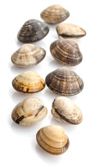 Close-up of ten clams arranged in a row on a white surface, shells display varied colors and patterns