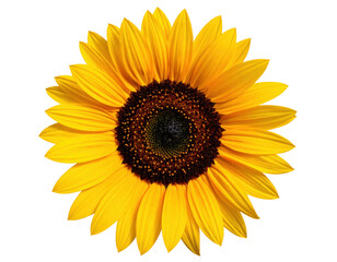 Fototapeta premium Vibrant Yellow Sunflower Blooming Against a Transparent Background in Natural Light