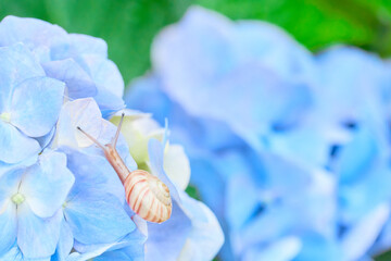 ハイキーパステル調水色のアジサイの花に一匹のカタツムリ © sora_nus