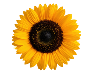 Vibrant Yellow Sunflower Close-Up With Rich Petals Against A Transparent Background