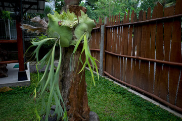 Tanduk Rusa, deer antler ferns, Platycerium coronarium or Staghorn Fern in the home  garden