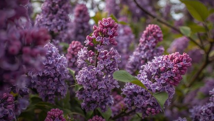 Fototapeta premium Floral Abundance. A Tapestry of Lavender, Amethyst, and Crimson Hues in Bloom.