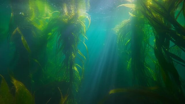 Underwater Kelp Forest Sunlight Rays.