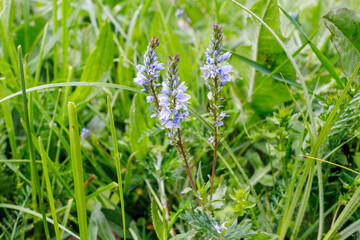Veronica Spicata Blooming in Wild Meadow Grass