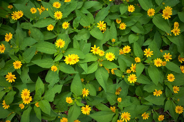 Top view of Melampodium Butter Daisy, mini sun flower, yellow flower Rudbeckia, Heliopsis helianthoides