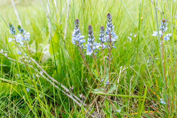 Veronica Spicata Blooming in Wild Meadow Grass