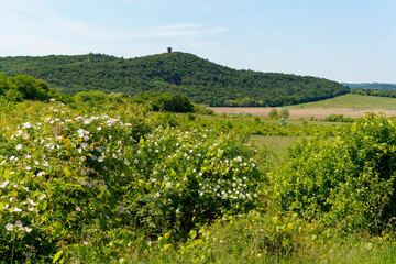 Naklejka premium Landschaft auf der Halbinsel Tihany bei der Ortschaft Tihany im Nationalpark Balaton-Oberland, Balaton, Ungarn