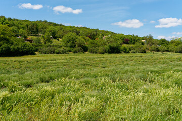 Obraz premium Lavendelfelder im historischen Ortskern von Tihany auf der Halbinsel Tihany, Nationalpark Balaton-Oberland, Balaton, Ungarn