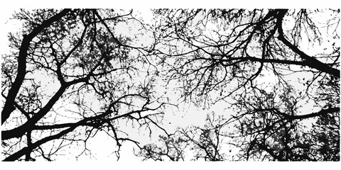 Fototapeta premium Intricate network of bare tree branches against a bright sky