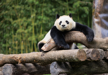 Fototapeta premium One giant panda laying on tree logs