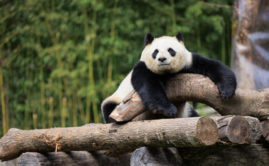 Obraz premium One giant panda laying on tree logs