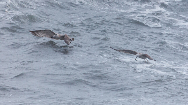 Two birds flying in the ocean