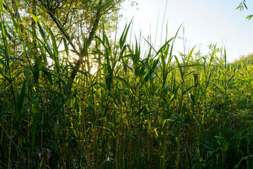 Obraz premium Abendstimmung am Balaton bei Balatonmáriafürdő, Ungarn