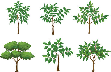 Obraz premium Green leafy trees, summer tree illustration, natural foliage vector, eco nature plants, garden trees set, botanical forest elements design