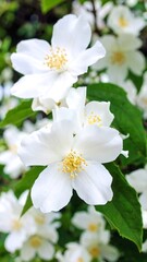Fototapeta premium Blooming white jasmine flowers