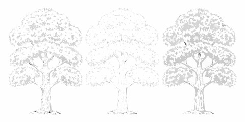 Fototapeta premium Three stylized trees in varying shades of gray a simple botanical illustration