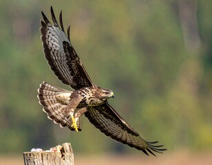 Majesty in Flight　hawk