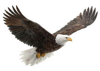 Obraz premium Eagle soars, wings wide, brown feathers, white head