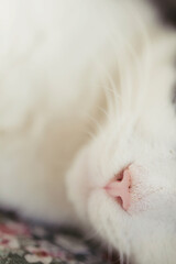 Fototapeta premium Extreme close-up of pink nose of sleeping cat