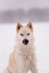 Naklejka premium Portrait of wolf-like dog licking snout during snowfall on frozen lake
