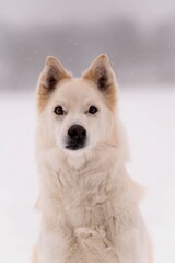 Naklejka premium Portrait of white dog on frozen lake during snowfall