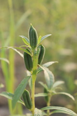 Obraz premium healthy and green sesame farm