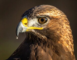 Majesty in Flight　hawk
