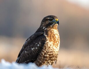 Majesty in Flight　hawk
