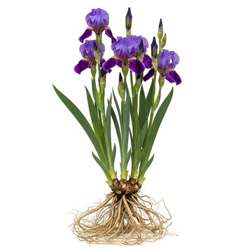 Mature iris plant with roots and purple bearded flowers