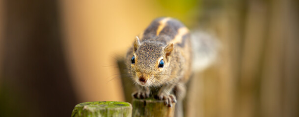 Chipmunk against the backdrop of tropical nature. Chipmunk close-up, running along tree branches.
