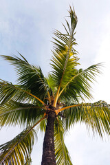 Coconut Trees and Leaves Against Sky and Clouds