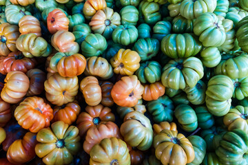 The Ranti tomatoes are still green