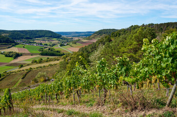 Weinberge bei Ramsthal, Landkreis Bad Kissingen, Franken, Unterfranken, Bayern, Deutschland