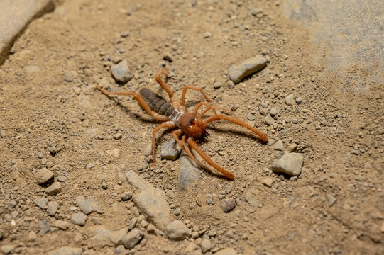 solifugae