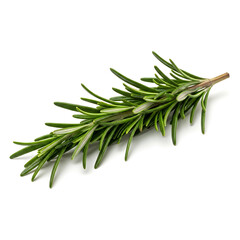 Fototapeta premium Fresh Rosemary Herb Sprig Isolated on White Background - Culinary Ingredient