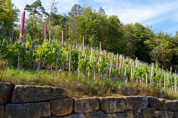 Weinberge bei Ramsthal, Landkreis Bad Kissingen, Franken, Unterfranken, Bayern, Deutschland