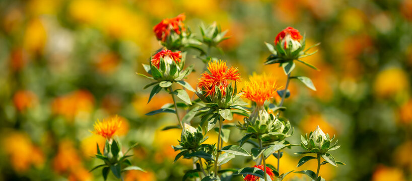 Blooming orange safflower close-up. Safflower fields against the backdrop of mountains. Industrial cultivation of safflower for oil production.