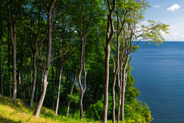 Fototapeta premium Rügen - Nationalpark Jasmund