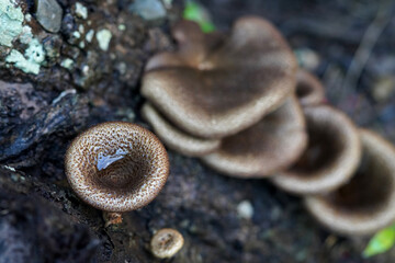 mushrooms on a tree
